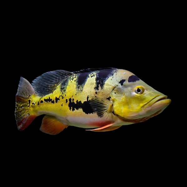 Butterfly Peacock Bass