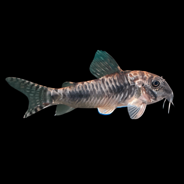 Aurofrenatus Corydoras Aurofrenatus CW005 3cm Catfish - Real Aquatics