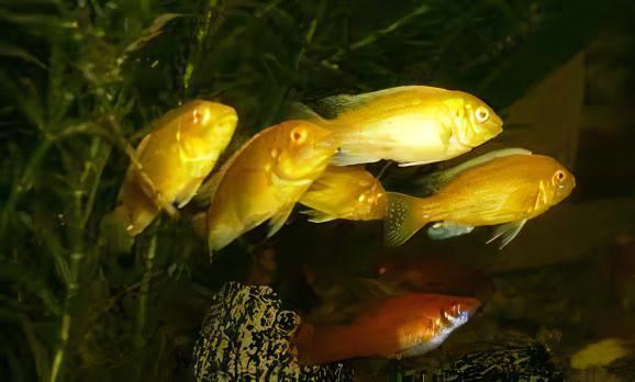Labidochromis Caeruleus Yellow Albino Malawi African Cichlid Small 2 Inches - Real Aquatics