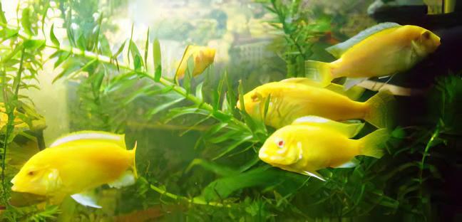 Labidochromis Caeruleus Yellow Albino Malawi African Cichlid Small 2 Inches - Real Aquatics