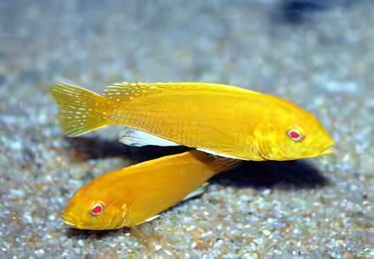 Labidochromis Caeruleus Yellow Albino Malawi African Cichlid Small 2 Inches - Real Aquatics