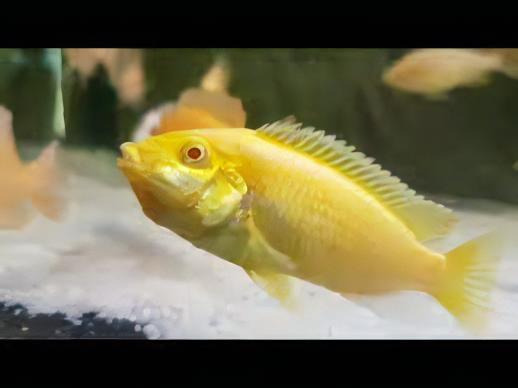 Labidochromis Caeruleus Yellow Albino Malawi African Cichlid Small 2 Inches - Real Aquatics