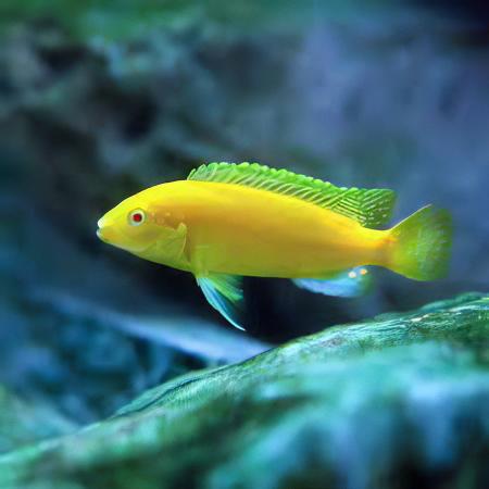 Labidochromis Caeruleus Yellow Albino Malawi African Cichlid Small 2 Inches - Real Aquatics
