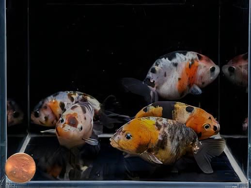 Calico Lionhead Ranchu Goldfish Carassius Auratus 5cm - Real Aquatics