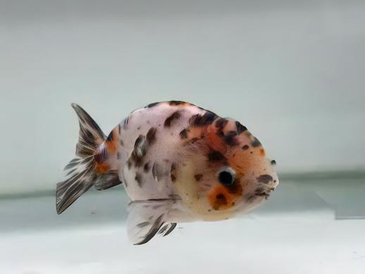 Calico Lionhead Ranchu Goldfish Carassius Auratus 5cm - Real Aquatics