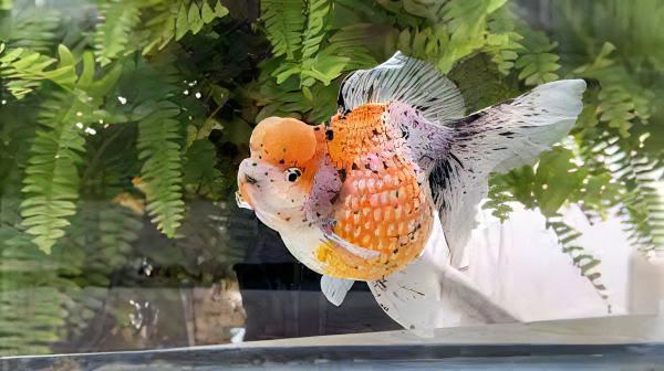 Calico Pearlscale Goldfish Carassius Auratus