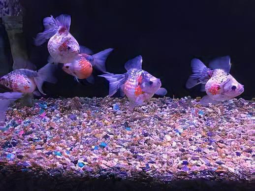 Calico Pearlscale Goldfish Carassius Auratus