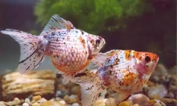 Calico Pearlscale Goldfish Carassius Auratus