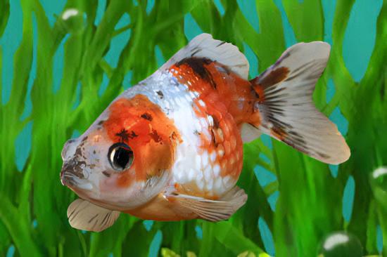 Assorted Pearlscale Goldfish Carassius Auratus