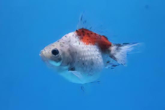 Calico Pearlscale Goldfish Carassius Auratus