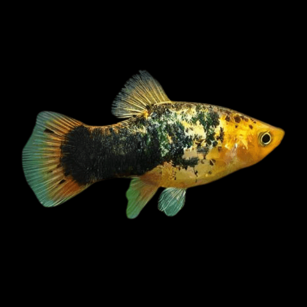 Calico Platy Xiphophorus Maculatus 3cm - Real Aquatics