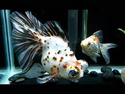 Calico Telescope Butterfly Moor Goldfish Carassius Auratus