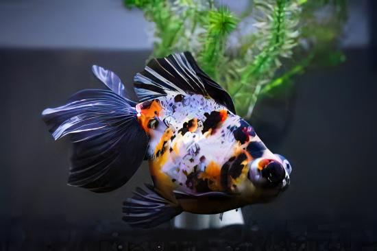 Calico Telescope Butterfly Moor Goldfish Carassius Auratus