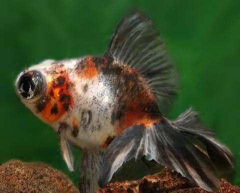 Calico Telescope Butterfly Moor Goldfish Carassius Auratus