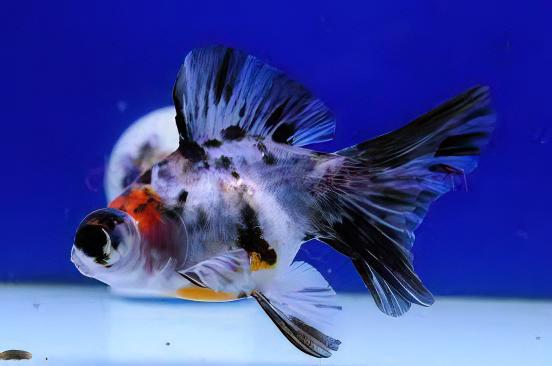Calico Telescope Butterfly Moor Goldfish Carassius Auratus