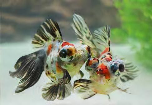 Assorted Telescope Butterfly Moor Goldfish Carassius Auratus