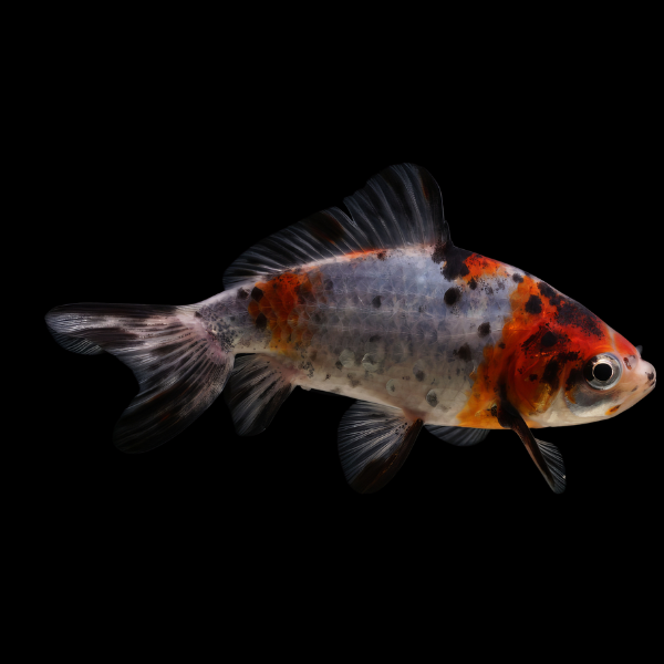 Calico Wakin Goldfish