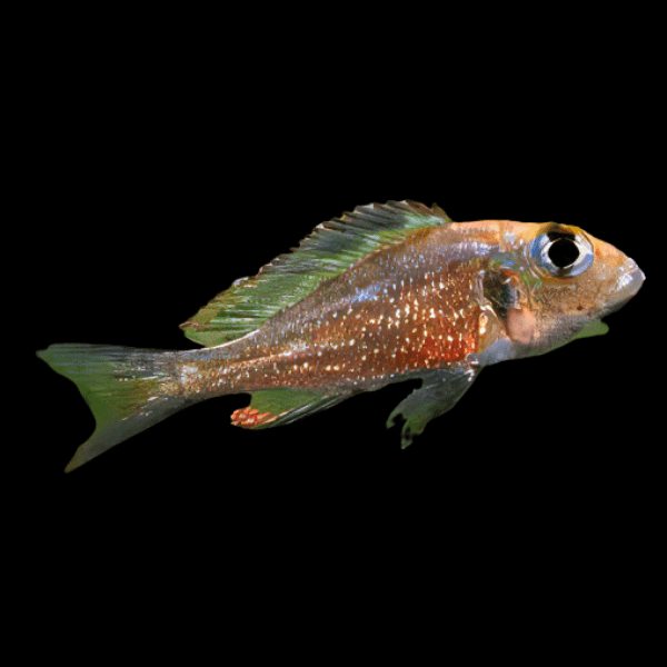 Callochromis Macrops Tanganyikan African Cichlids 4cm - Real Aquatics