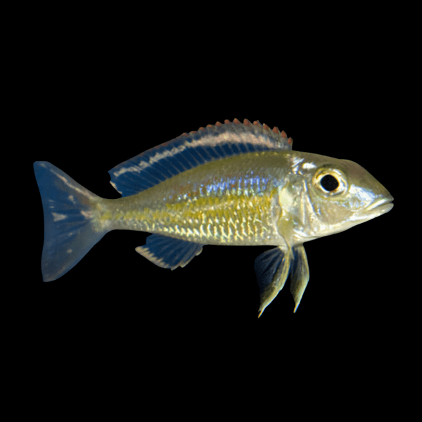 Callochromis Stapersi Utinta Tanganyikan African Cichlids 4cm - Real Aquatics