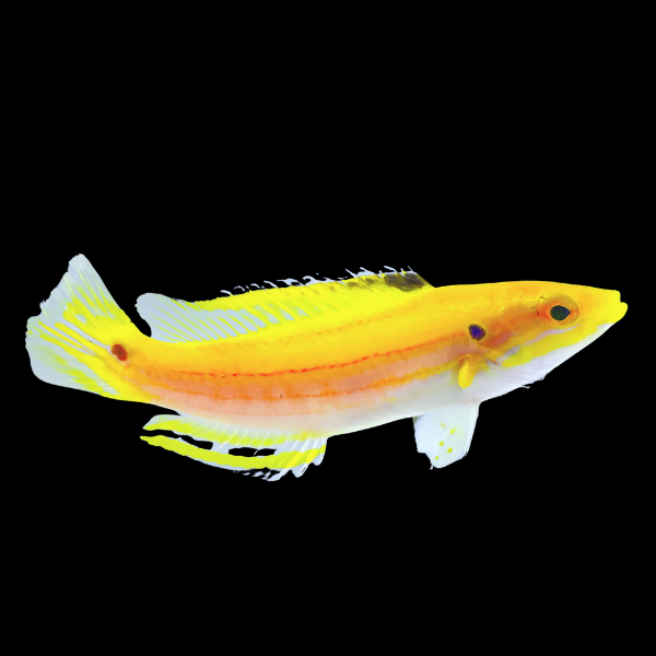 Candy Hog Fish Bodianus Bimaculatus - Real Aquatics