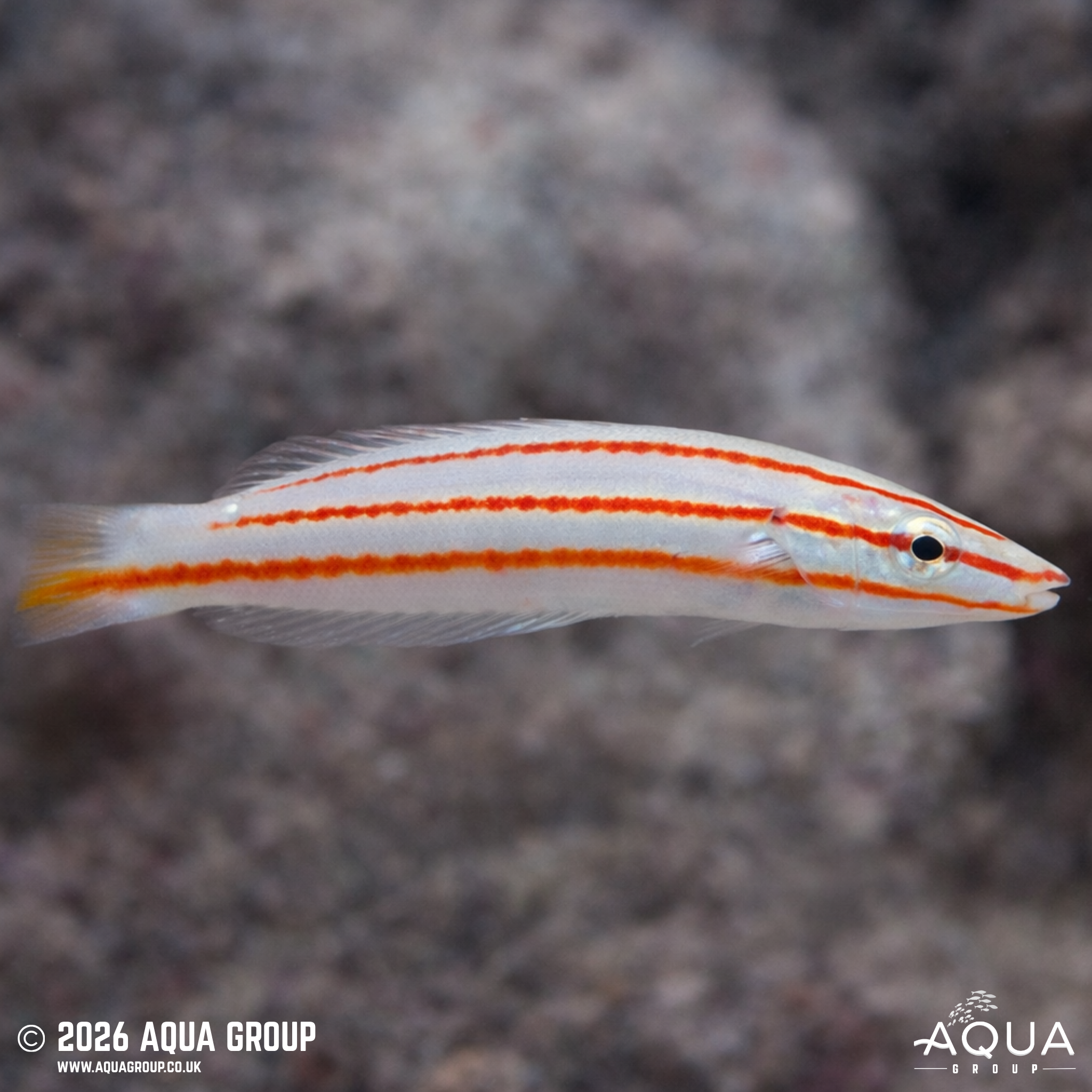 Candy Cane Wrasse (Hologymnosus doliatus)