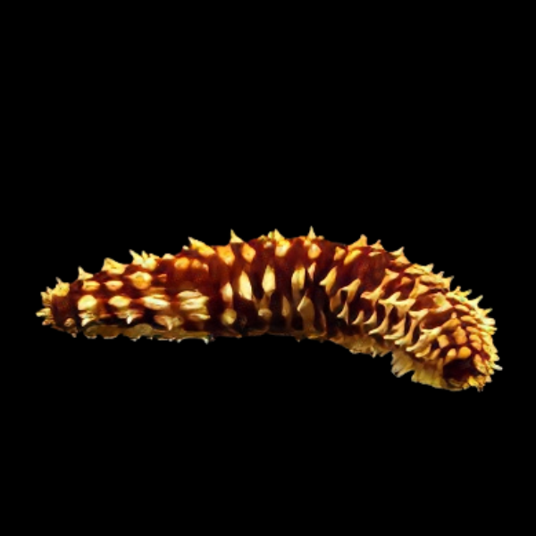 Caramel Cucumber Holothuria Hilla - Real Aquatics