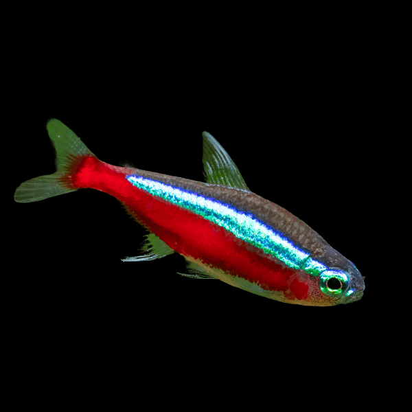 Cardinal Tetra Paracheirodon Axelrodi 2cm - Real Aquatics