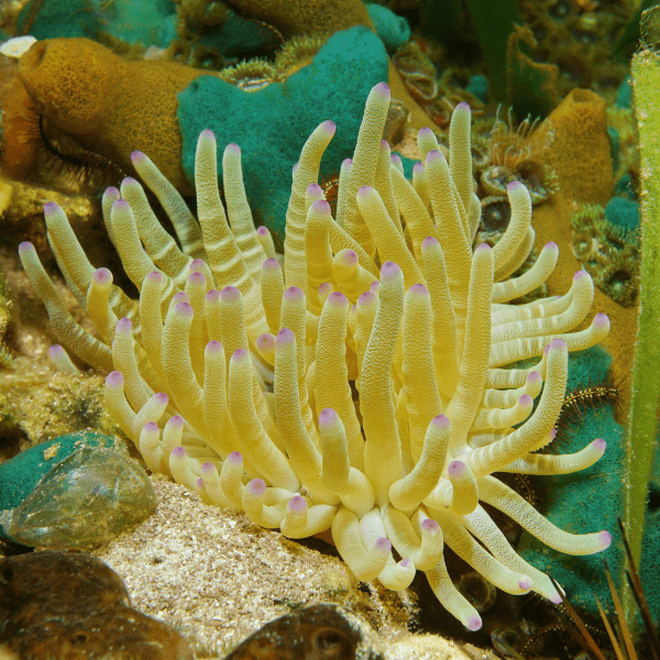Caribbean Anemone Condylactis Sp