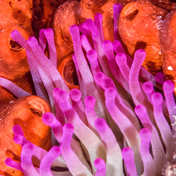 Caribbean Anemone Condylactis Sp