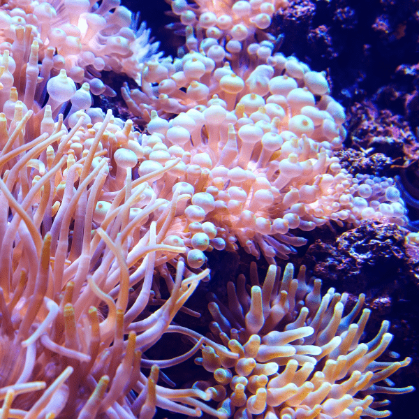 Caribbean Anemone Condylactis Sp