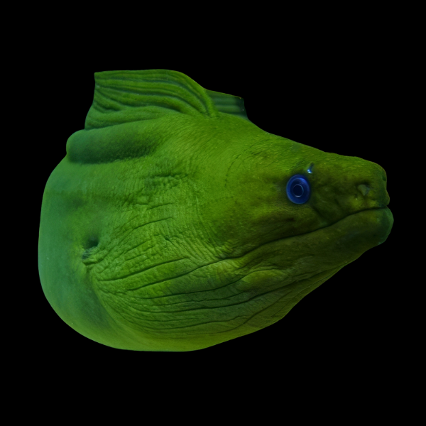 Caribbean Green Moray Eel Gymnothorax Funebris - Real Aquatics