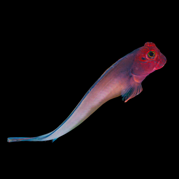 Caribbean Red Lip Blenny Ophioblennius Atlanticus - Real Aquatics