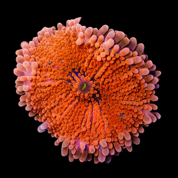 Caribbean Ricordea Orange Mushroom Fungiidae Coral Ricordea Yuma - Real Aquatics