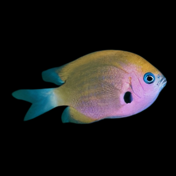 Caribbean Sunset Chromis Chromis Insolata - Real Aquatics