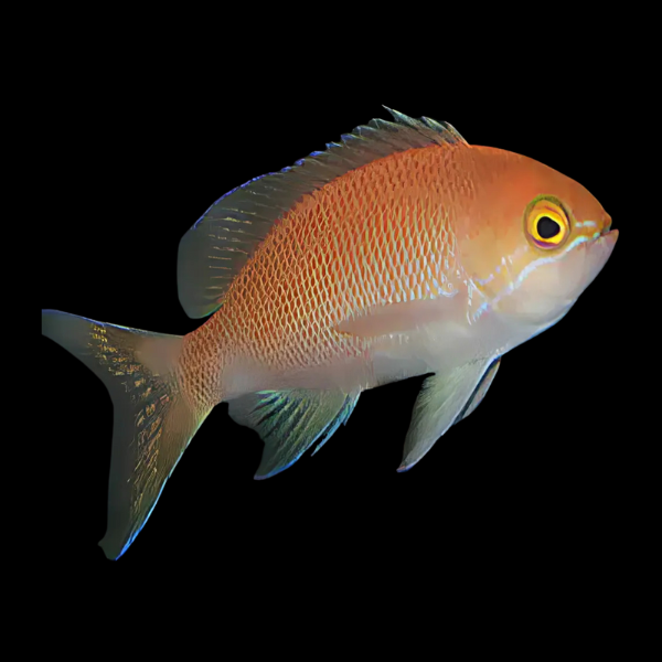 Carlson Anthias Pseudanthias Carlsoni - Real Aquatics