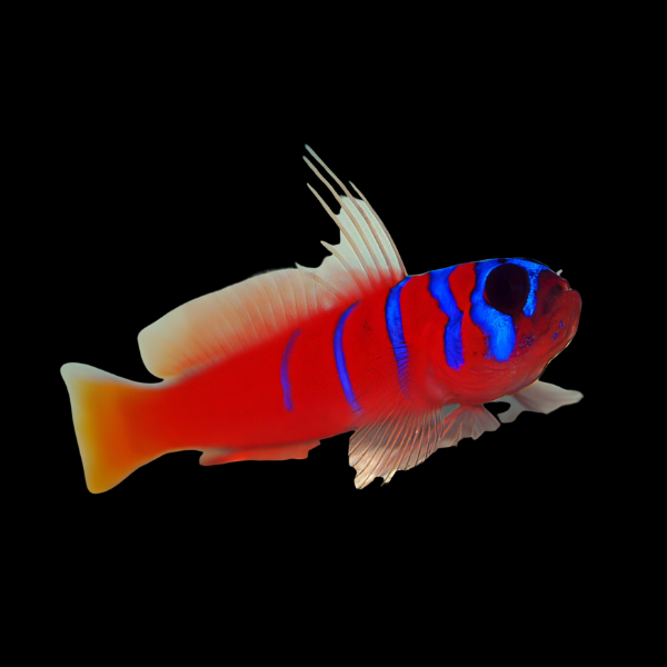 Catalina Goby Lythrypnus Dalli - Real Aquatics