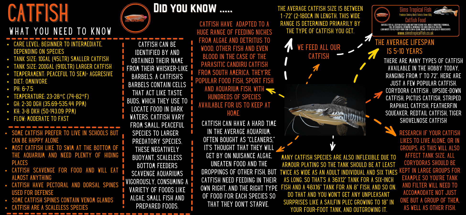 Shovelnose Catfish Sorubim Lima 10cm - Real Aquatics