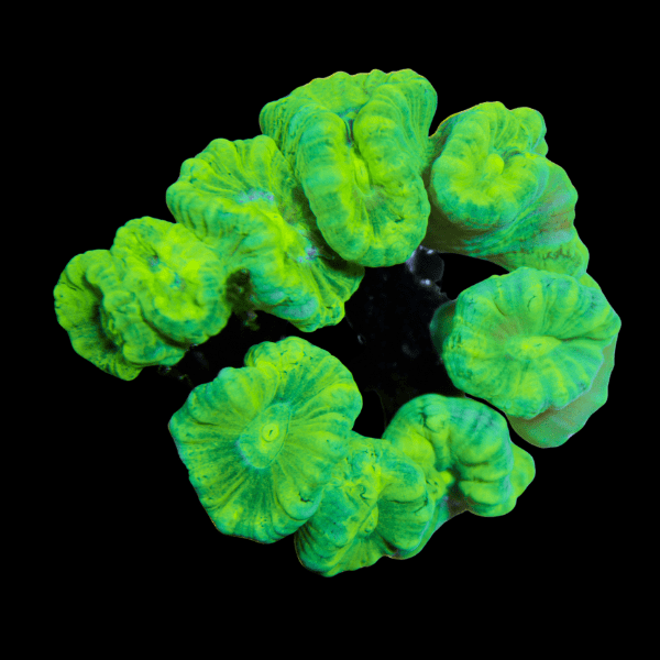 Caulastria Metallic Green Hard Coral Caulastrea Furcata - Real Aquatics