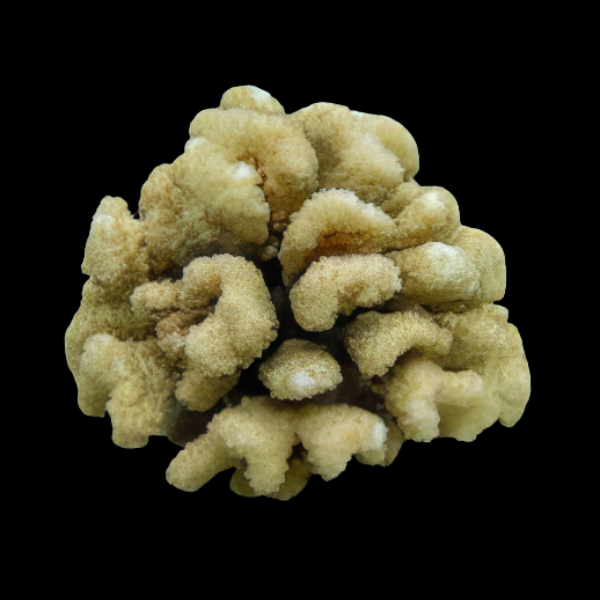 Cauliflower Hard Coral Pocillopora Sp - Real Aquatics