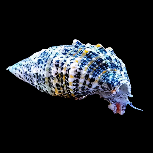Cerith Snail Cerithium Sp - Real Aquatics