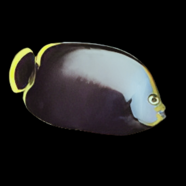 Black Velvet Angelfish Chaetodontoplus Melanosoma - Real Aquatics