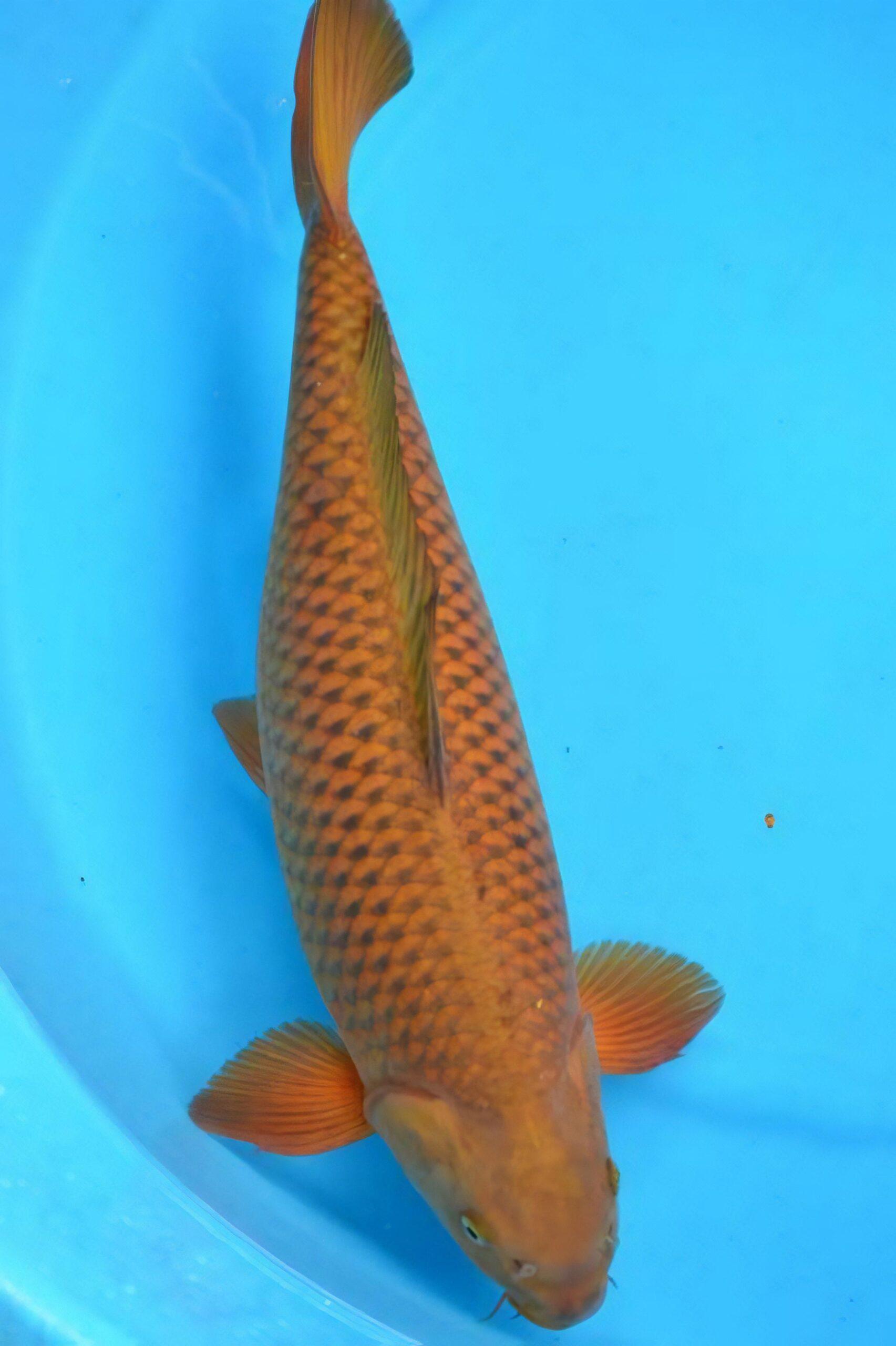 Chagoi Japanese Koi Carp Cyprinus Carpio
