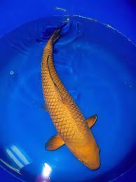 Chagoi Japanese Koi Carp Cyprinus Carpio