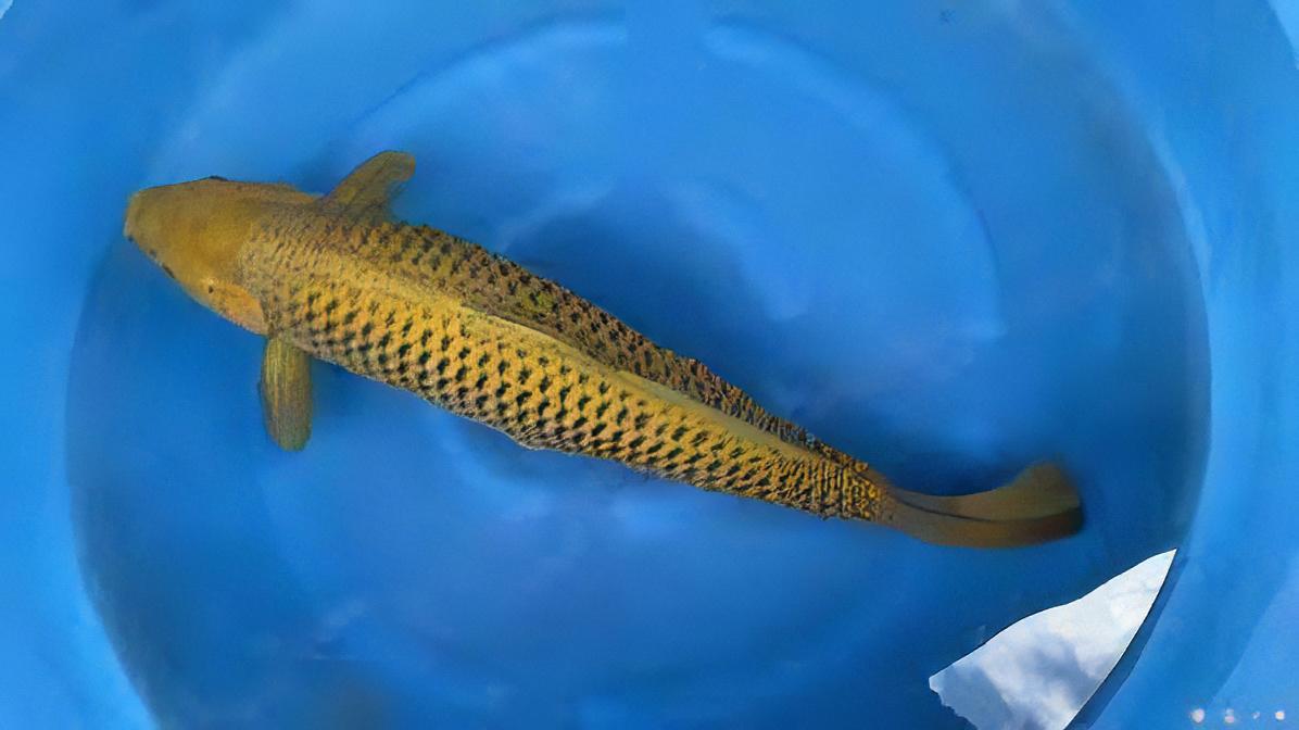 Chagoi Japanese Koi Carp Cyprinus Carpio