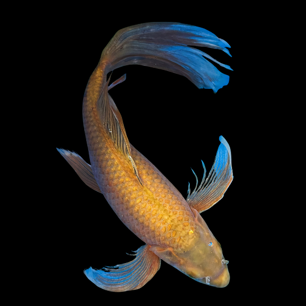 Chagoi Butterfly Japanese Koi Carp Cyprinus Carpio