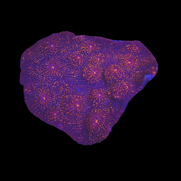 Chalice Orange Blue Hard Coral Echinophyllia Sp - Real Aquatics