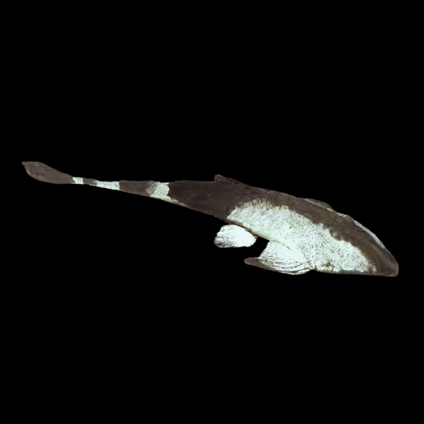Chameleon Whiptail Catfish Pseudohemiodon Apithanus 15cm - Real Aquatics