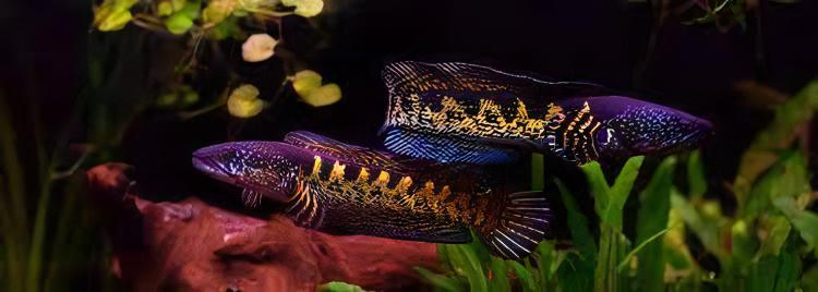 Black and Gold Cobra Snakehead Chana Aurantimaculata 12cm - Real Aquatics