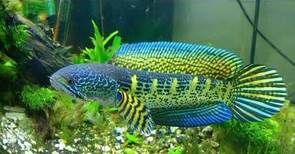 Black and Gold Cobra Snakehead Chana Aurantimaculata 12cm - Real Aquatics