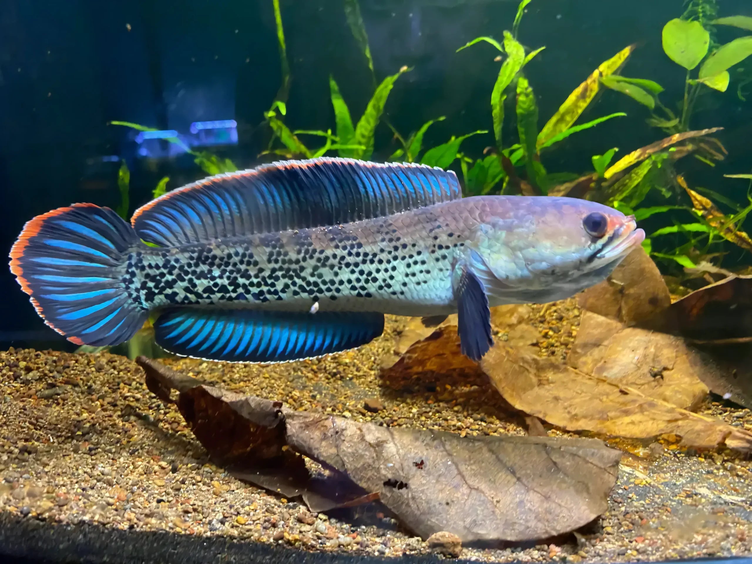 Assamese Spotted Purple Snakehead Chana Stewartii 10cm - Real Aquatics